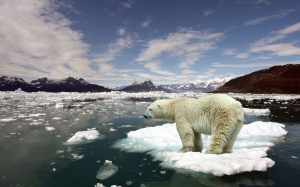 Polar-Bear-Ice
